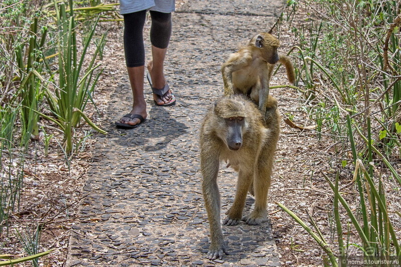 Африканское ралли. Часть 7. Замбия.