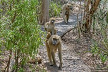 Африканское ралли. Часть 7. Замбия.