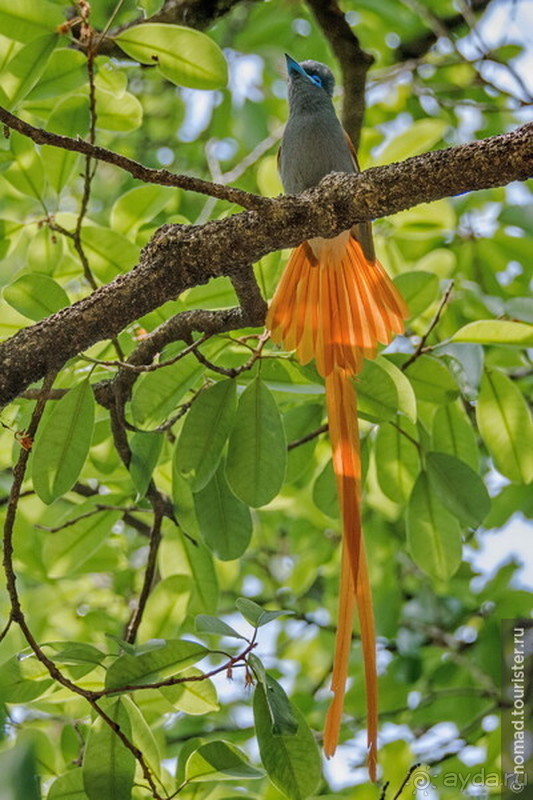 Африканское ралли. Часть 7. Замбия.