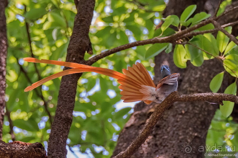 Африканское ралли. Часть 7. Замбия.