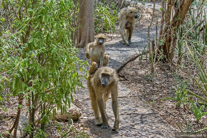 Африканское ралли. Часть 7. Замбия.