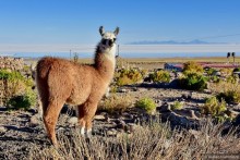 По Боливии галопом