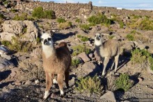 По Боливии галопом