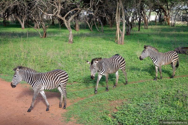 Африканское ралли. Часть 8. Замбия.