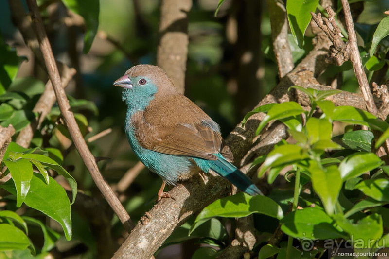 Африканское ралли. Часть 8. Замбия.