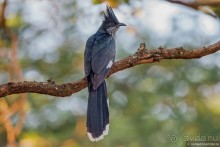 Африканское ралли. Часть 8. Замбия.