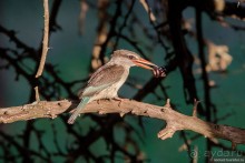 Африканское ралли. Часть 8. Замбия.