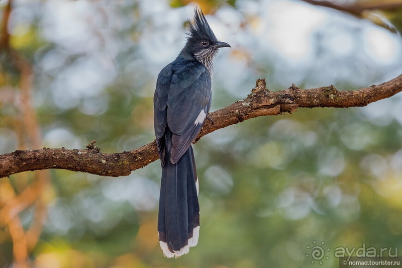 Африканское ралли. Часть 8. Замбия.