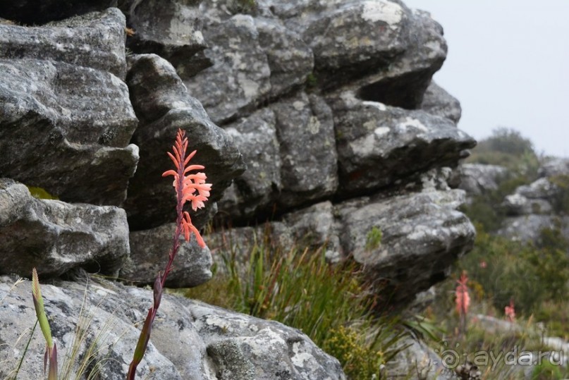 Африканский калейдоскоп. Часть 3