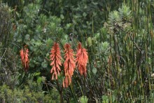 Африканский калейдоскоп. Часть 3