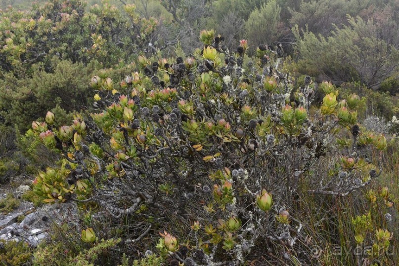 Африканский калейдоскоп. Часть 3