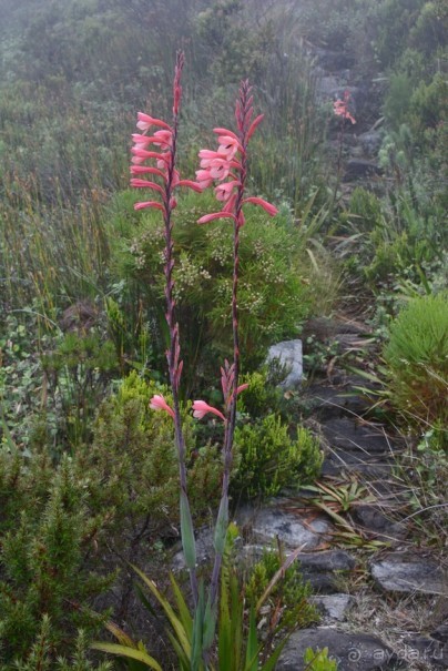 Африканский калейдоскоп. Часть 3