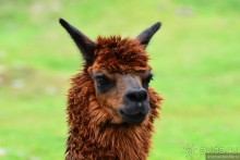 Американские горки (декабрь 2012-январь 2013) Часть 2