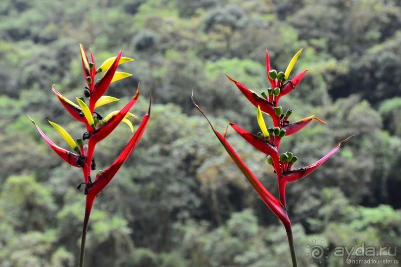 Американские горки (декабрь 2012-январь 2013) Часть 2