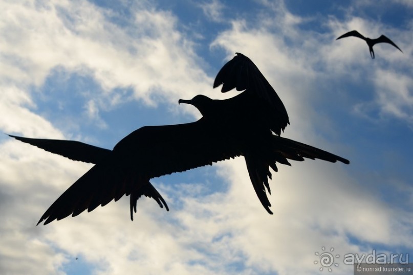 Американские горки (декабрь 2012-январь 2013). Часть 10