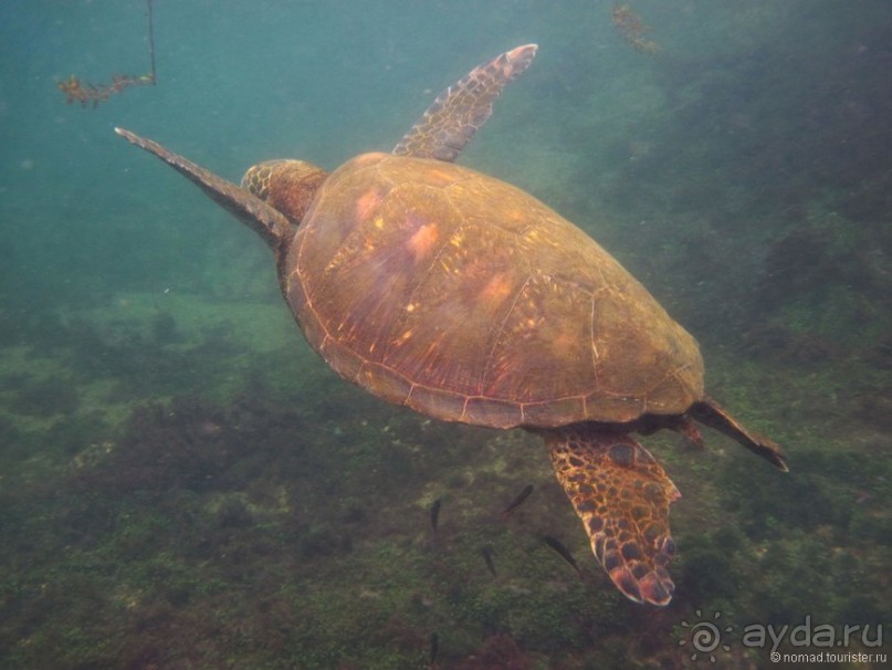 Американские горки (декабрь 2012-январь 2013). Часть 10