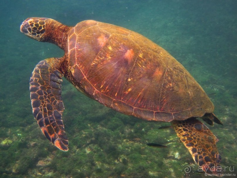 Американские горки (декабрь 2012-январь 2013). Часть 10