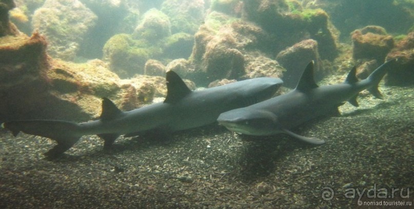 Американские горки (декабрь 2012-январь 2013). Часть 10