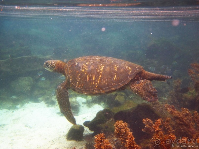 Американские горки (декабрь 2012-январь 2013). Часть 10