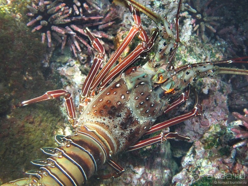 Американские горки (декабрь 2012-январь 2013). Часть 10