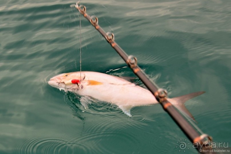 Американские горки (декабрь 2012-январь 2013). Часть 10