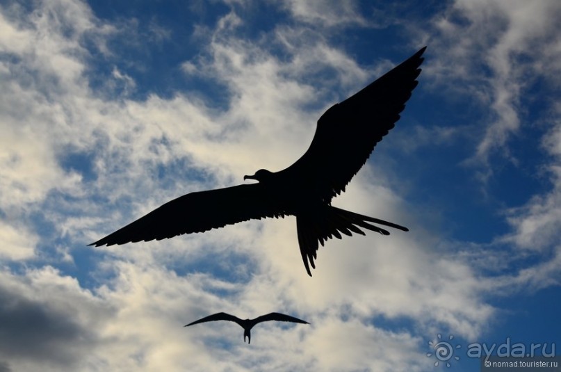 Американские горки (декабрь 2012-январь 2013). Часть 10