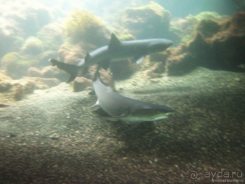 Американские горки (декабрь 2012-январь 2013). Часть 10