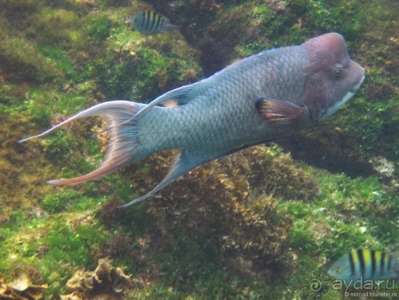 Американские горки (декабрь 2012-январь 2013). Часть 10