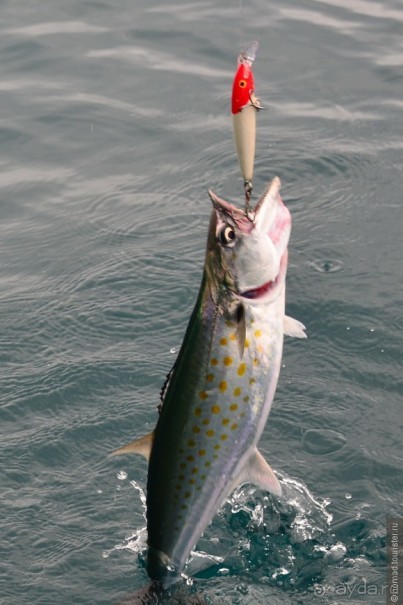 Американские горки (декабрь 2012-январь 2013). Часть 10