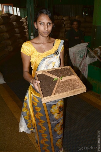 Цейлон на троих. Часть 4