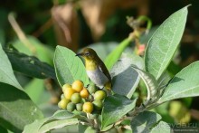 Цейлон на троих. Часть 4