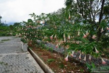 Цейлон на троих. Часть 4