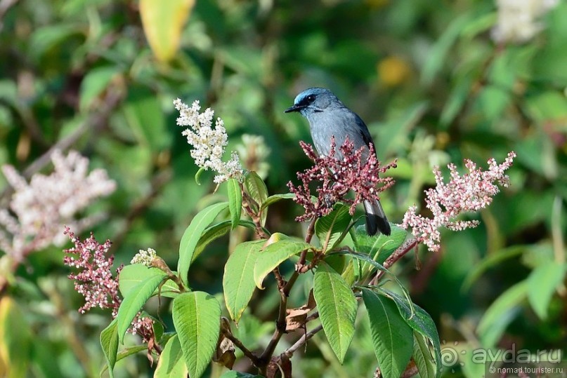 Цейлон на троих. Часть 4