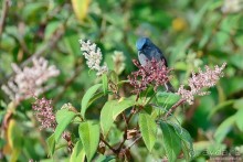 Цейлон на троих. Часть 4