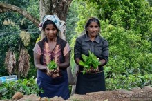 Цейлон на троих. Часть 4