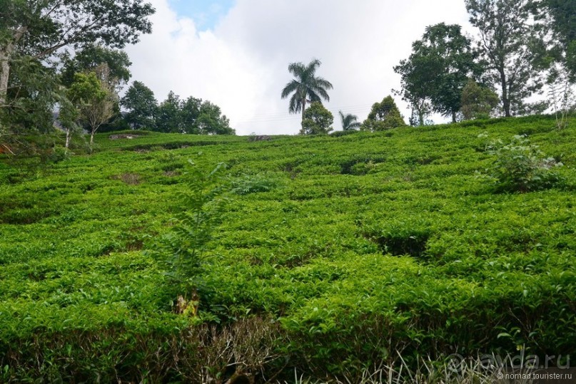 Цейлон на троих. Часть 4