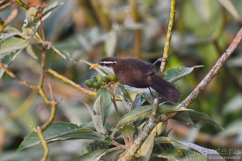Цейлон на троих. Часть 4