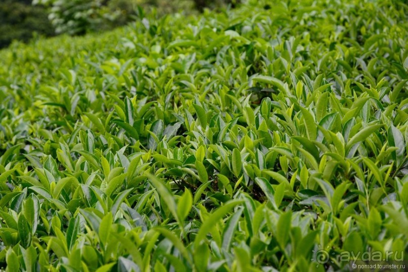 Цейлон на троих. Часть 4