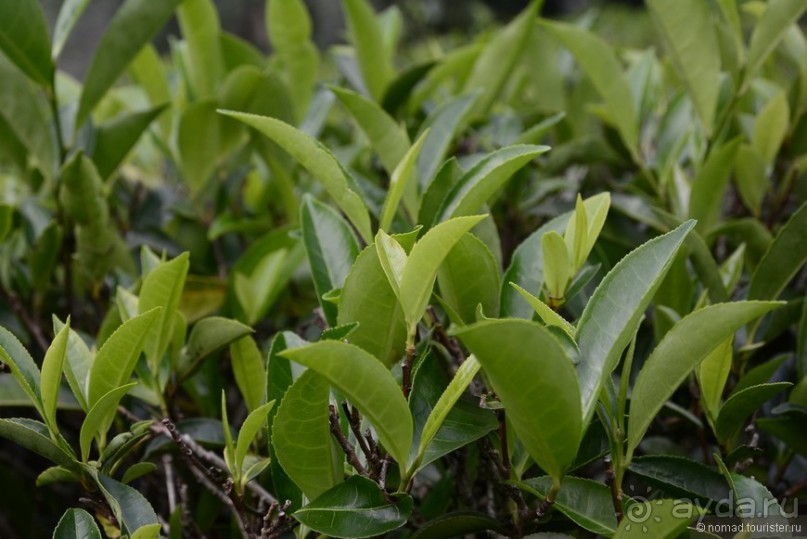 Цейлон на троих. Часть 4