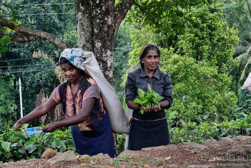 Цейлон на троих. Часть 4