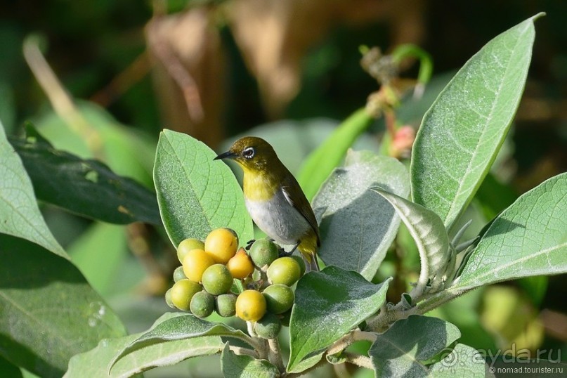 Цейлон на троих. Часть 4