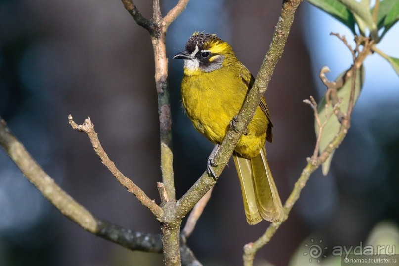 Цейлон на троих. Часть 4