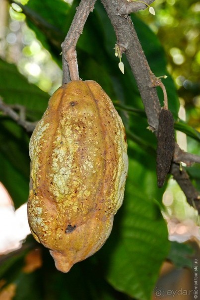 Цейлон на троих. Часть 4