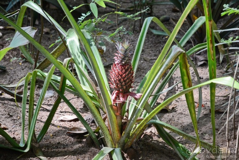 Цейлон на троих. Часть 4