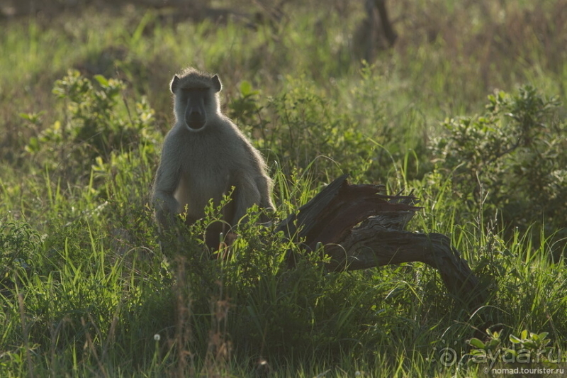 Африканское ралли. Часть 12. Танзания