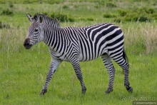 Африканское ралли. Часть 12. Танзания