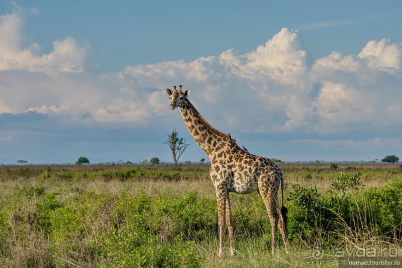 Африканское ралли. Часть 12. Танзания
