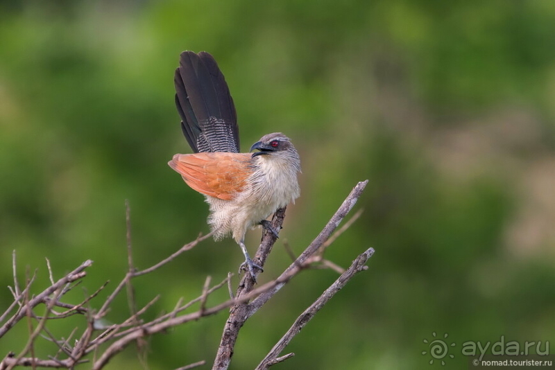 Африканское ралли. Часть 12. Танзания