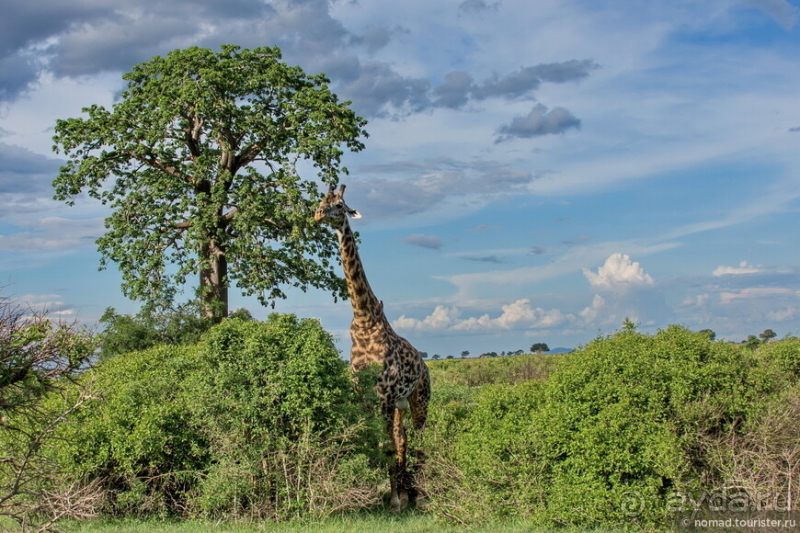 Африканское ралли. Часть 12. Танзания