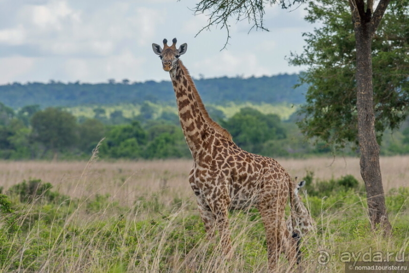 Африканское ралли. Часть 12. Танзания